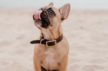 leather dog collar