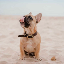 Load image into Gallery viewer, The Rover Dog Collar
