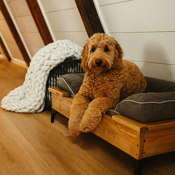 custom dog lounger