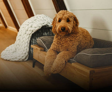 elevated wooden pet bed furniture